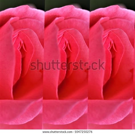 Sex Pussy Vulva Clitoris Vagina Orgasm Foto Stock Shutterstock