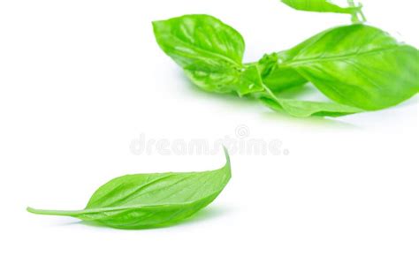 Close Up Of Fresh Green Basil Herb Leaves Isolated On White Background