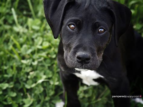 Black Lab Puppy Wallpapers Wallpaper Cave