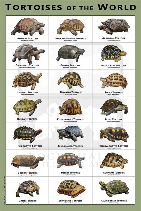 Tortoises Of The World Art Print Field Guide Etsy Tortoises Pet