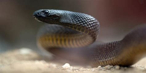 Inland Taipan The Most Venomous Snake