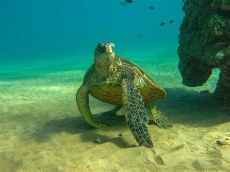 Maui Marine Life Photographer To Visit Maui Ocean Treasures News