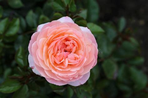 Big Romantic Light Pink Garden Rose In A Closeup Image Stock Photo