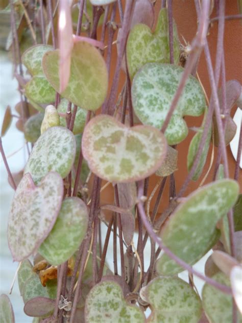 Ceropegia Woodii String Of Hearts The Cactus King