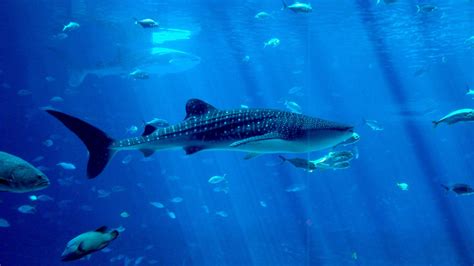 Whale Shark Underwater Ocean Sea Wallpaper 1920x1080 418113