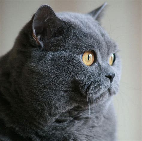 Cat British Shorthair Closeup Animalscatscatbreedscatbritish