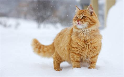 Snowy Yellow Cat Wallpapers 1920x1200 294357