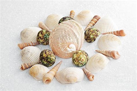 North Carolina Circle Of Sea Shells Photograph By Andee Design Fine