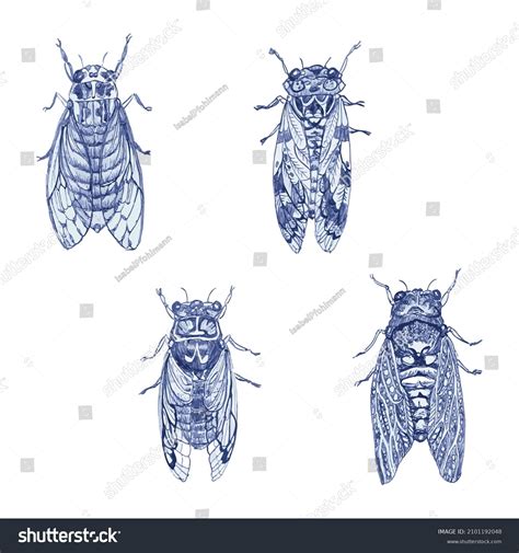 Japanese Cicadas Drawing 4 Pieces Vectors Stock Vector Royalty Free 2101192048 Shutterstock
