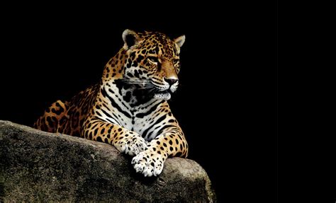 America's 10 Best Zoos | US City Traveler