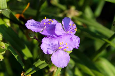 Es sind mehrjährige krautige pflanzen, einige arten sind sukkulent. Dreimasterblume » Pflanzen, pflegen, vermehren und mehr