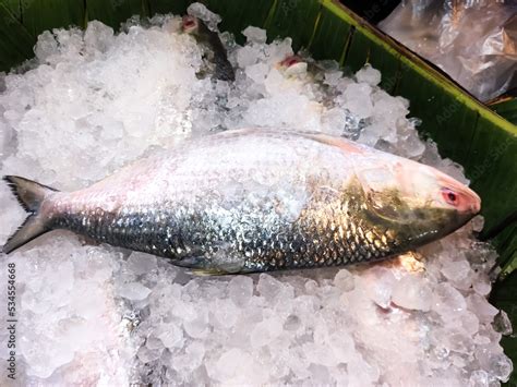 Hilsha Or Ilish Fish The World Famous Ilish Fish Of Padma River Of
