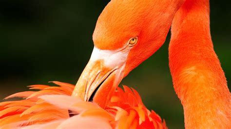Flamingos Birds Wallpapers Hd Desktop And Mobile Backgrounds
