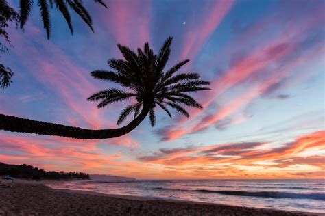 Colorful Sunset Behind A Palm Tree At Sunset Beach Oahu Hawaii Print Picture Photo