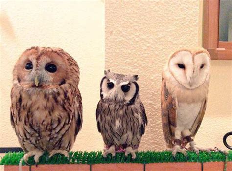 But why choose an owl as company over a dog or cat? Take A Look Inside One Of Tokyo's Owl Cafes | Bored Panda