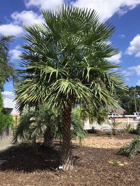 Proper Palm Pruning - UF/IFAS Extension Polk County