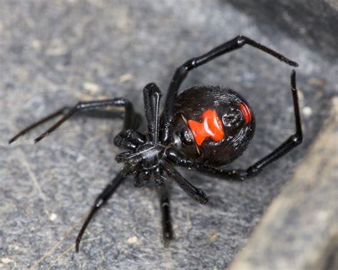 False Widow ‘death’ Was A Tragedy But It Wasn’t Spider Venom That Was To Blame