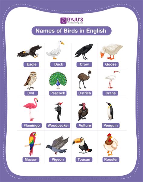 Top 157 Birds Name Animals Name