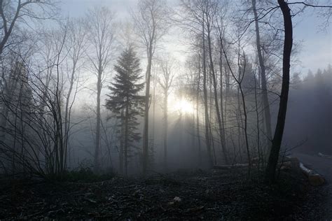 Wallpaper Forest Fog Trees Hd Widescreen High Definition Fullscreen