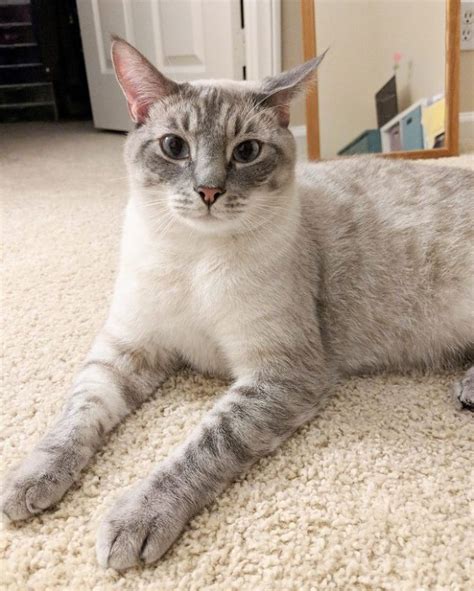 Lynx Point Siamese Cat Siamese Cats Cats Beautiful Cats