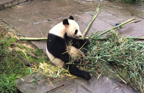 Volunteering In China Majestic Pandas