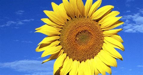 Yes, you can definitly grow a sunflower from a sunflower seed. Sun Flower: Tips on How to Grow Sunflowers From Seed