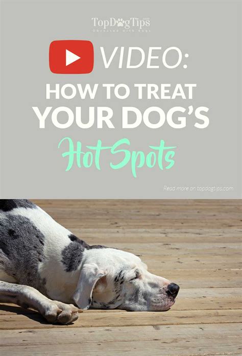 How To Treat Hot Spots On A Dog A Step By Step Guide And Treatments