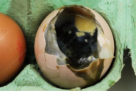 Rotten Egg Stock Image C0038718 Science Photo Library