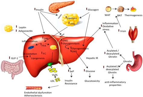 Essential Oils For Fatty Liver Disease Captions Beautiful