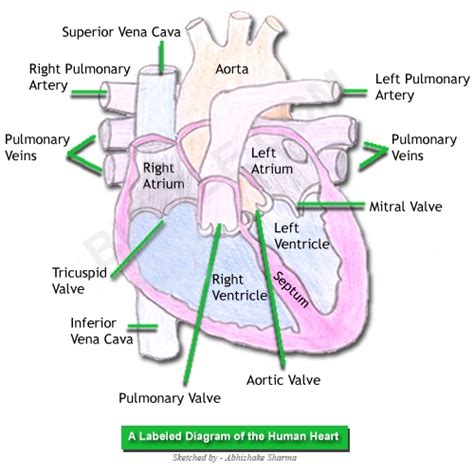 A Labeled Diagram Of The Human Heart