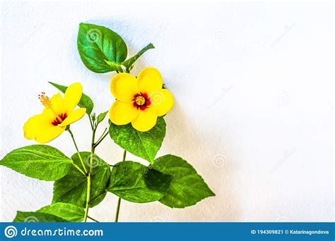 Isolated Yellow Blooming Hibiscus Flower Detail Stock Image Image Of