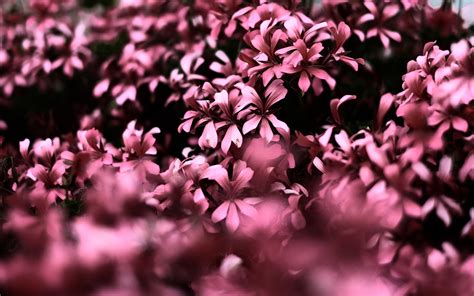 1920x1200 Pink Flowers Ultra Hd Blur 4k 1080p Resolution Hd 4k