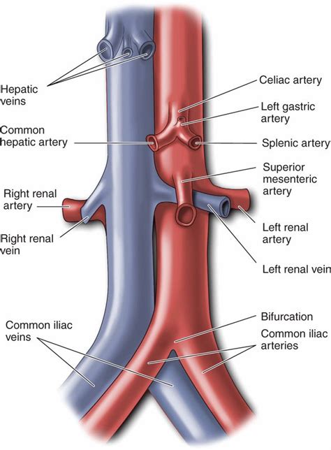 Abdominal Aorta And Inferior Vena Cava Images And Photos Finder