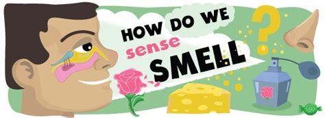 Understanding Smell Ask A Biologist