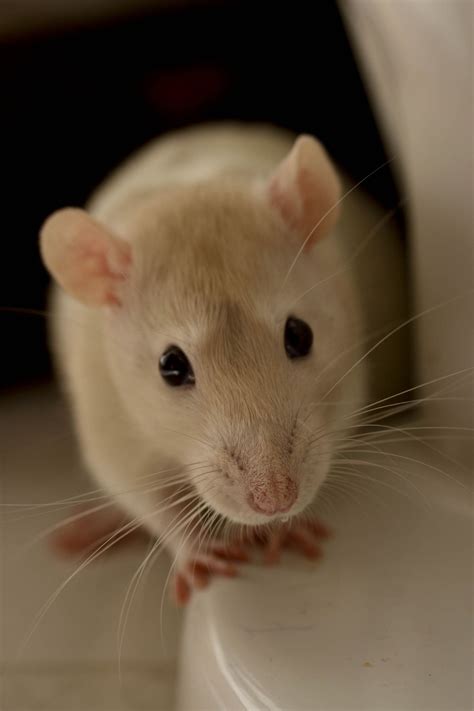 This Little Rat Looks Exactly Like My Dandelion