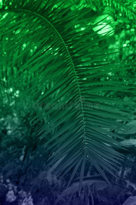 Leaf Of Palm Tree On The Background Of Defocused Forest Dark Green