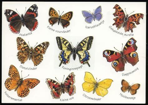 Here Is A Picture Of Many Different Types Of Butterflies Butterfly