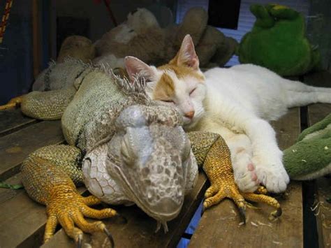 1000 Images About Unusual Animal Friends On Pinterest Friendship