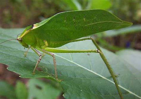 Giant Katydid Long Legged Green Leaf Imitator Animal Pictures And