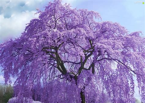 Trees Flourishing Purple For Phone Wallpapers 1920x1374
