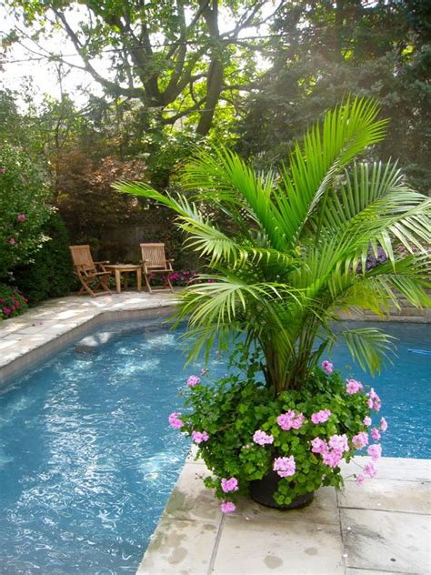 Best 25 Potted Palm Trees Ideas On Pinterest Potted Palms Pool