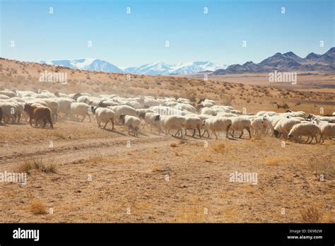 A Flock Of Sheep On The Steppes Of Mongolia Stock Photo Alamy