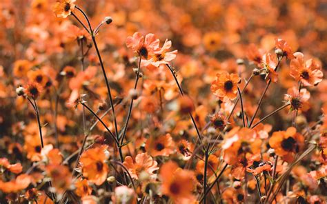Download Wallpaper 3840x2400 Flowers Field Bloom Plants Blooming 4k