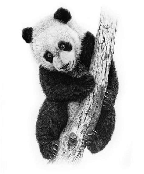 A Black And White Photo Of A Panda Bear On A Tree Branch