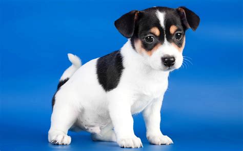 766613 Dogs Puppy Jack Russell Terrier Rare Gallery Hd Wallpapers