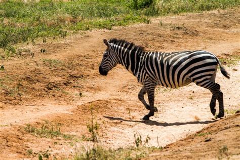 Zebra In Tarangire National Park Tanzania Stock Photo Image Of Grass