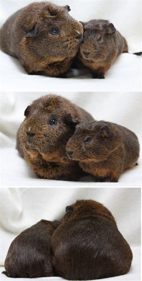 Mini Maxi Baby Guinea Pigs Baby Pigs Fluffy Animals Animals And Pets