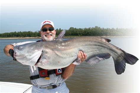 Tips For Catching Monster Catfish Near The Mississippi River Nova
