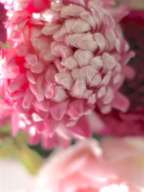 Chrysanthemum Allouise Pink Peonies And Posies