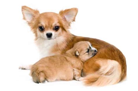 Apple Head Chihuauas What Owners Should Know Dog Food Care